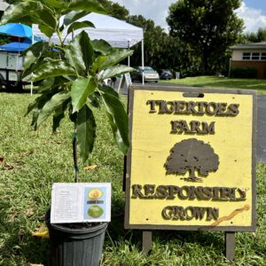 Monroe Avocado Tree