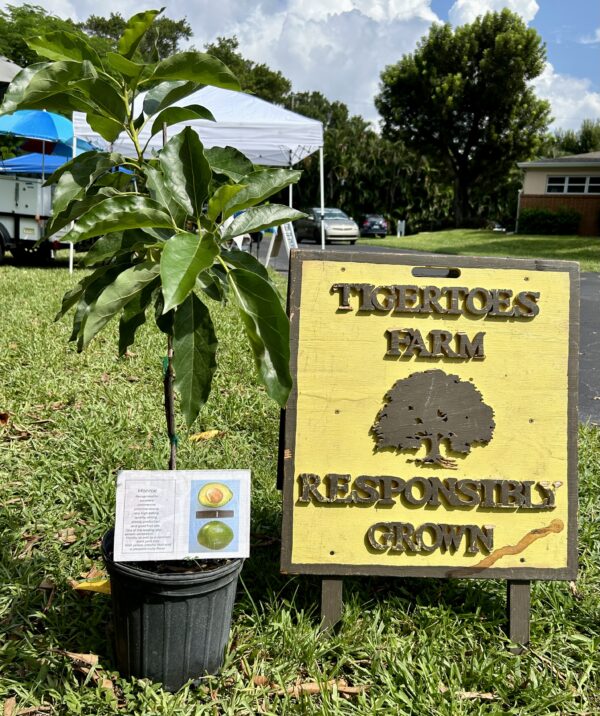 Monroe Avocado Tree