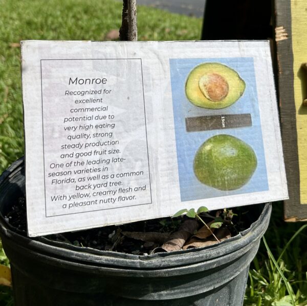 Monroe Avocado Tree label.