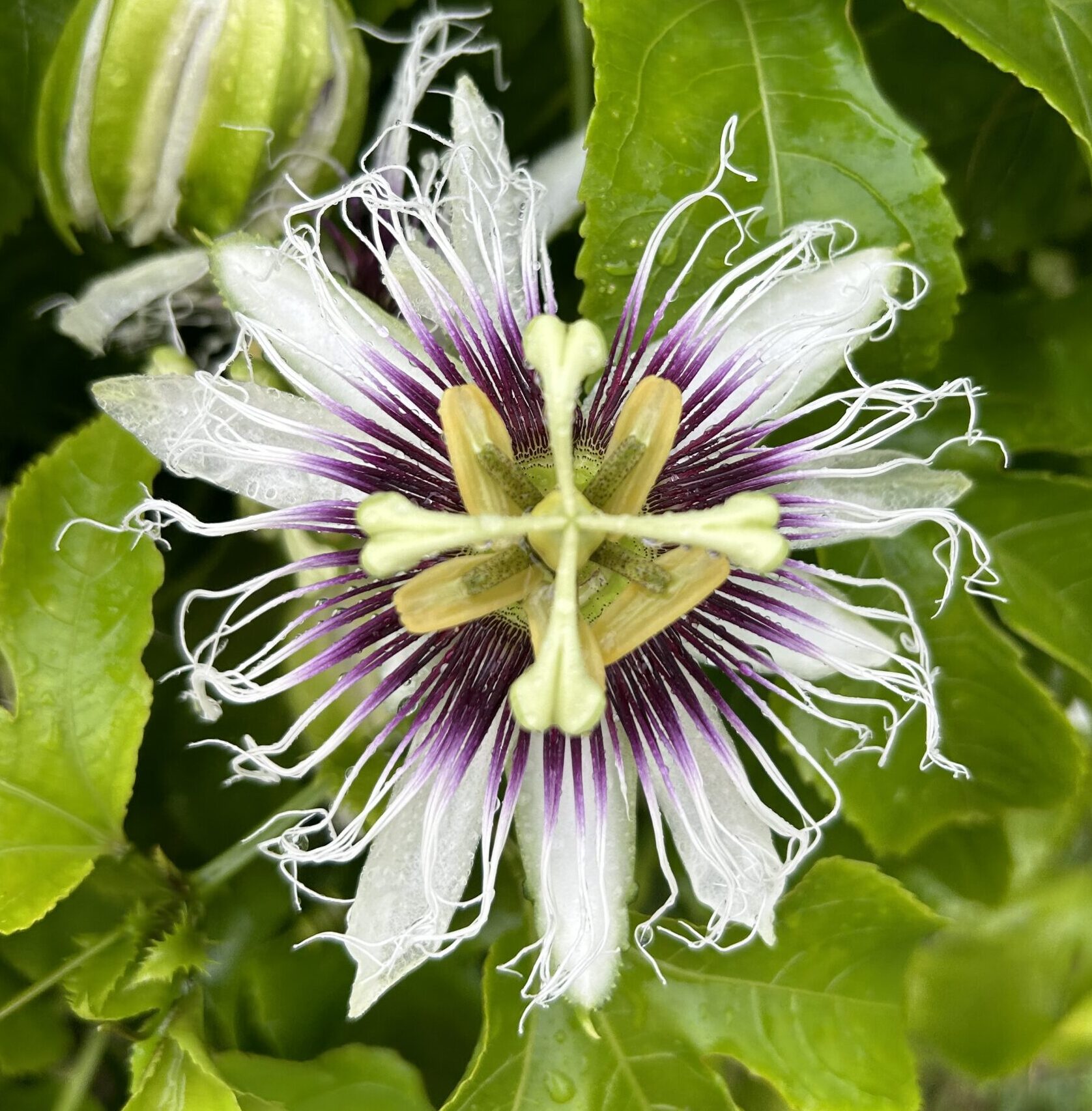 A blooming Passion flower at Tigertoes Farm, located in Fort Myers Florida.