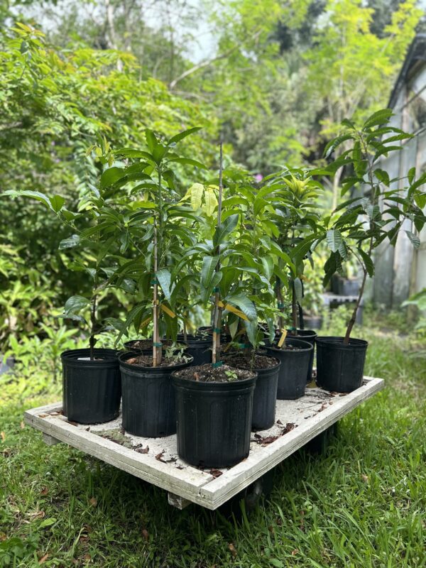 Tropical Fruit Trees available for purchase and local pickup at Tigertoes Farm in Fort Myers, Florida.