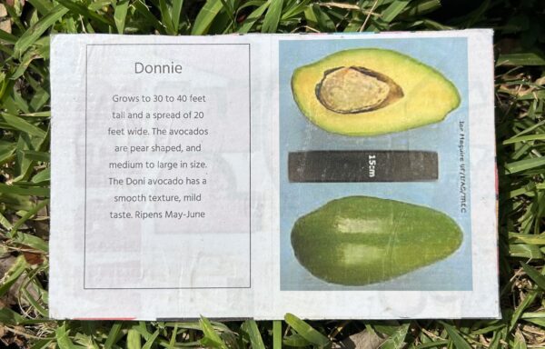 The informative label for the Donnie Avocado Tree, available for purchase locally in Fort Myers, Florida.