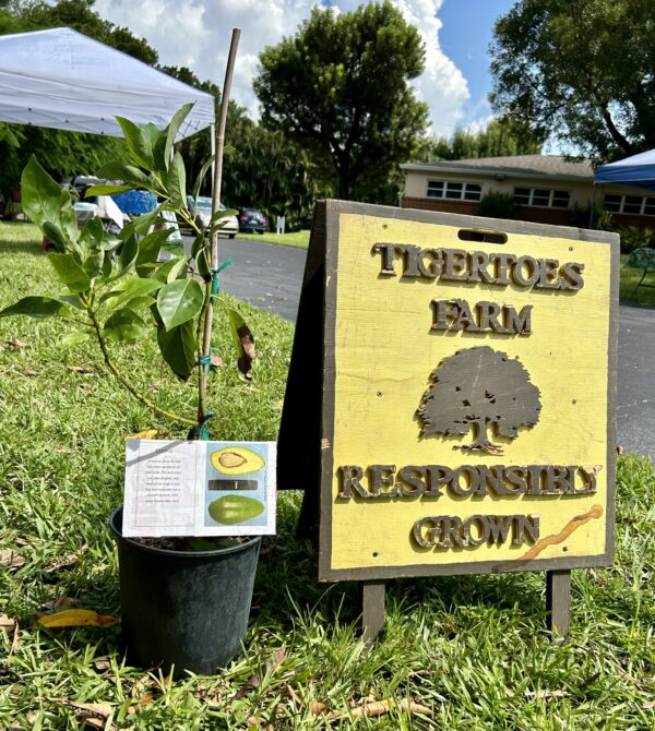 Donnie Avocado Tree available for purchase at a local farmer’s market in Fort Myers, Florida.