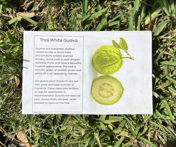 The informative label for the Thai White Guava Tree available for purchase and local pickup in Fort Myers, Florida.