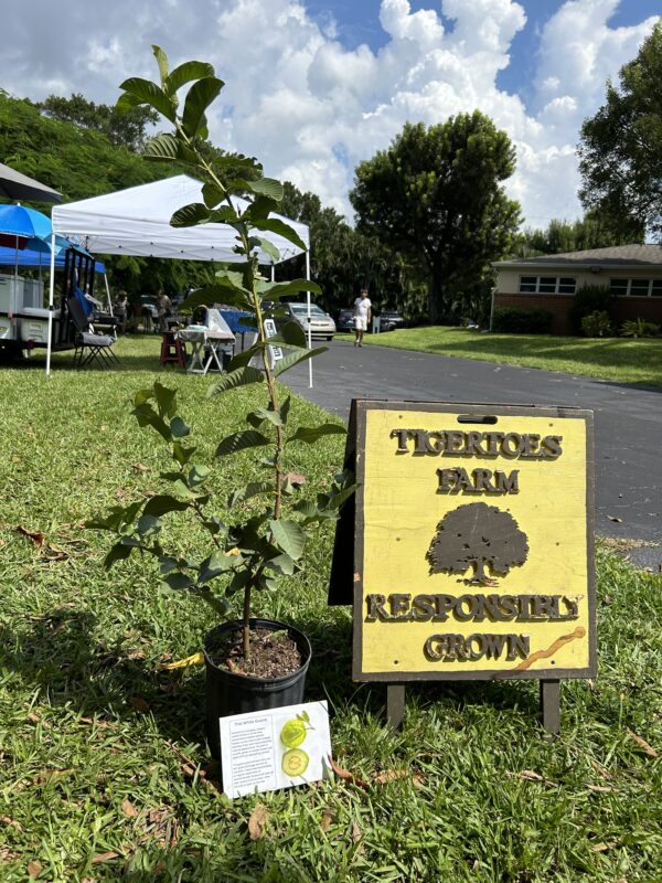 Thai White Guava Tree