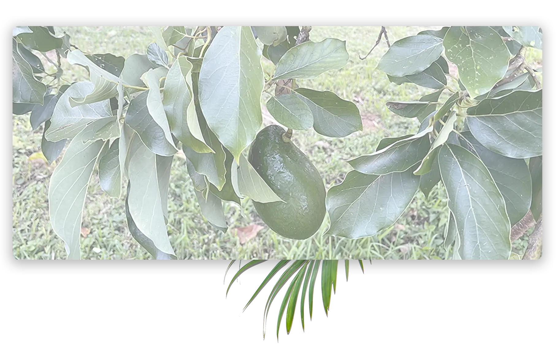Avocado tree at Tigertoes Farm